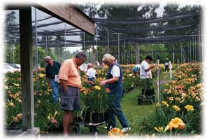 Hemingway Daylily Nursery