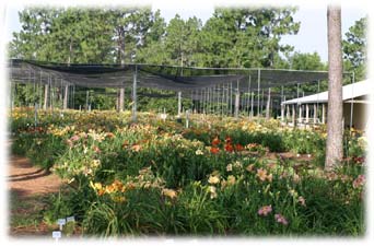 Hemingway Daylily Nursery