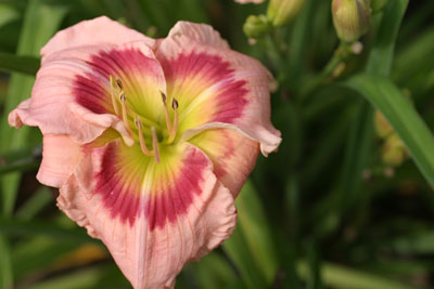 Hemingway Nursery featuring Roycroft Daylilies