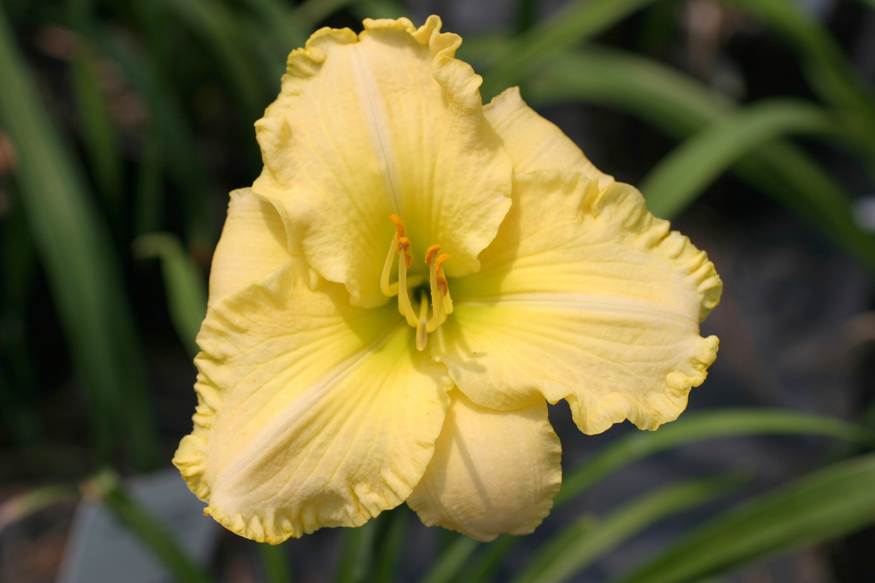 Hemingway Nursery featuring Roycroft Daylilies