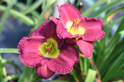 Hemingway Nursery featuring Roycroft Daylilies