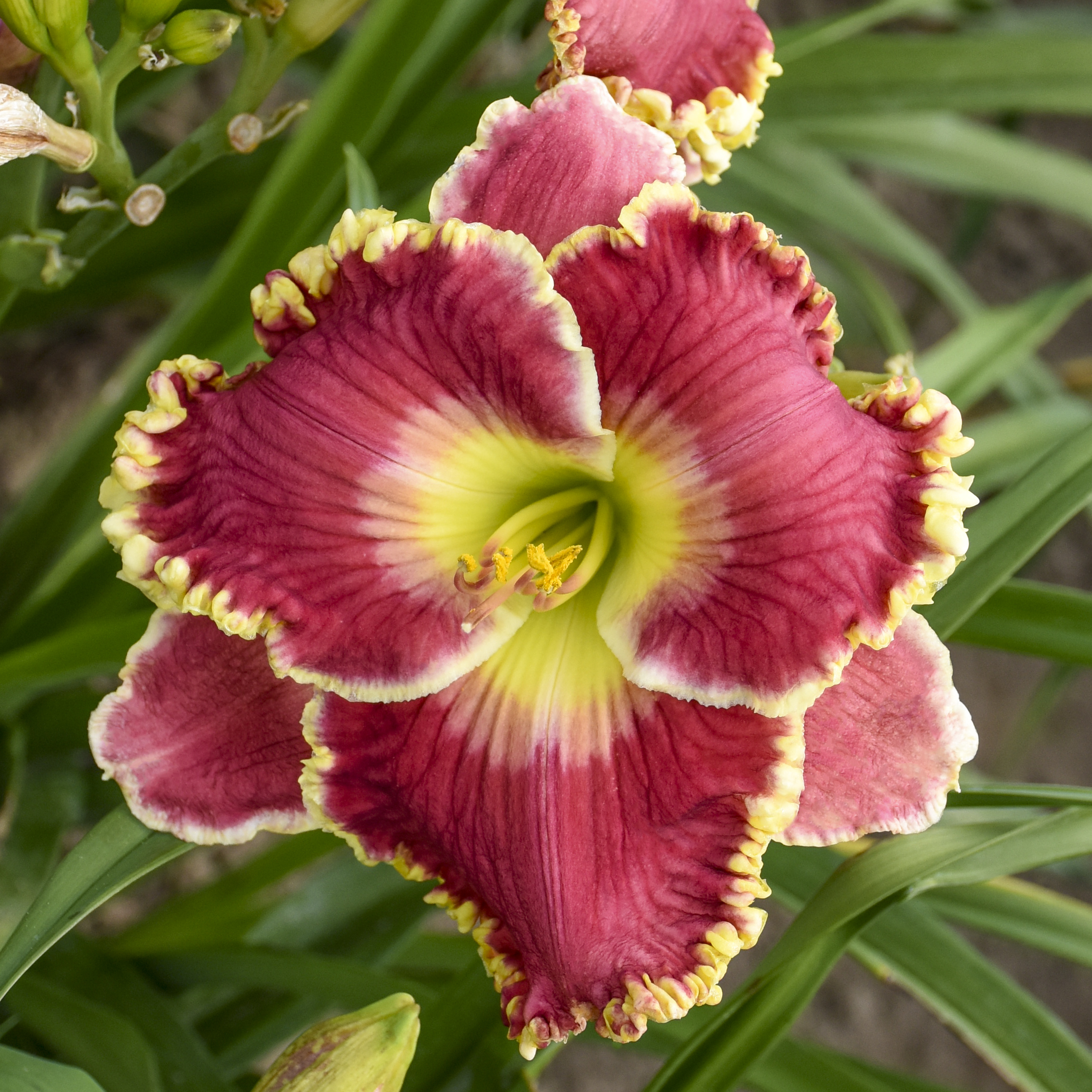 Hemingway Nursery featuring Roycroft Daylilies