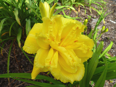 Hemingway Nursery featuring Roycroft Daylilies