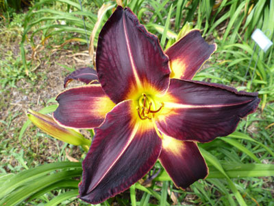 Hemingway Nursery featuring Roycroft Daylilies