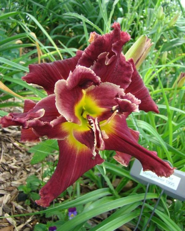 Hemingway Nursery featuring Roycroft Daylilies