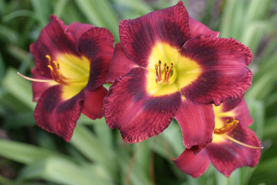 Hemingway Nursery featuring Roycroft Daylilies