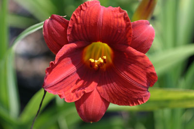 Hemerocallis little zinger