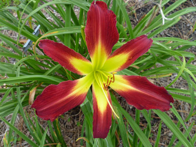 Hemingway Nursery featuring Roycroft Daylilies