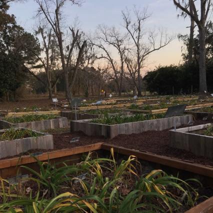 Daylilly Beds in Winter.jpg