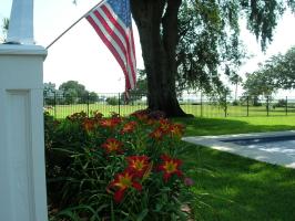 Point-Of-View-daylily-sho.jpg