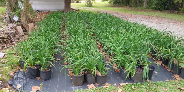 Seedlings with Beautiful Foliage.jpg