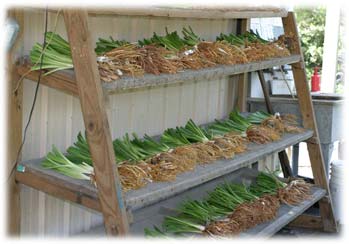 Hemingway Daylily Nursery